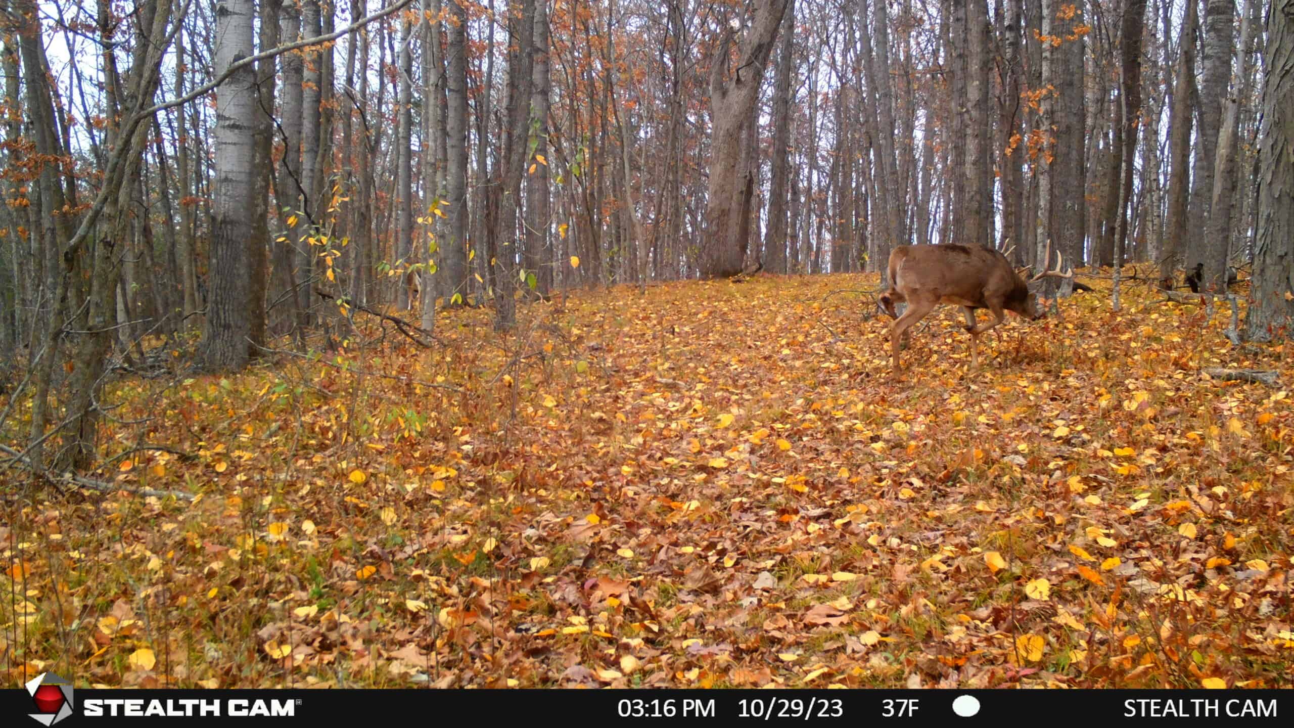 34.83-Acre Southwest Wisconsin Hunting Retreat | Viola, Wisconsin