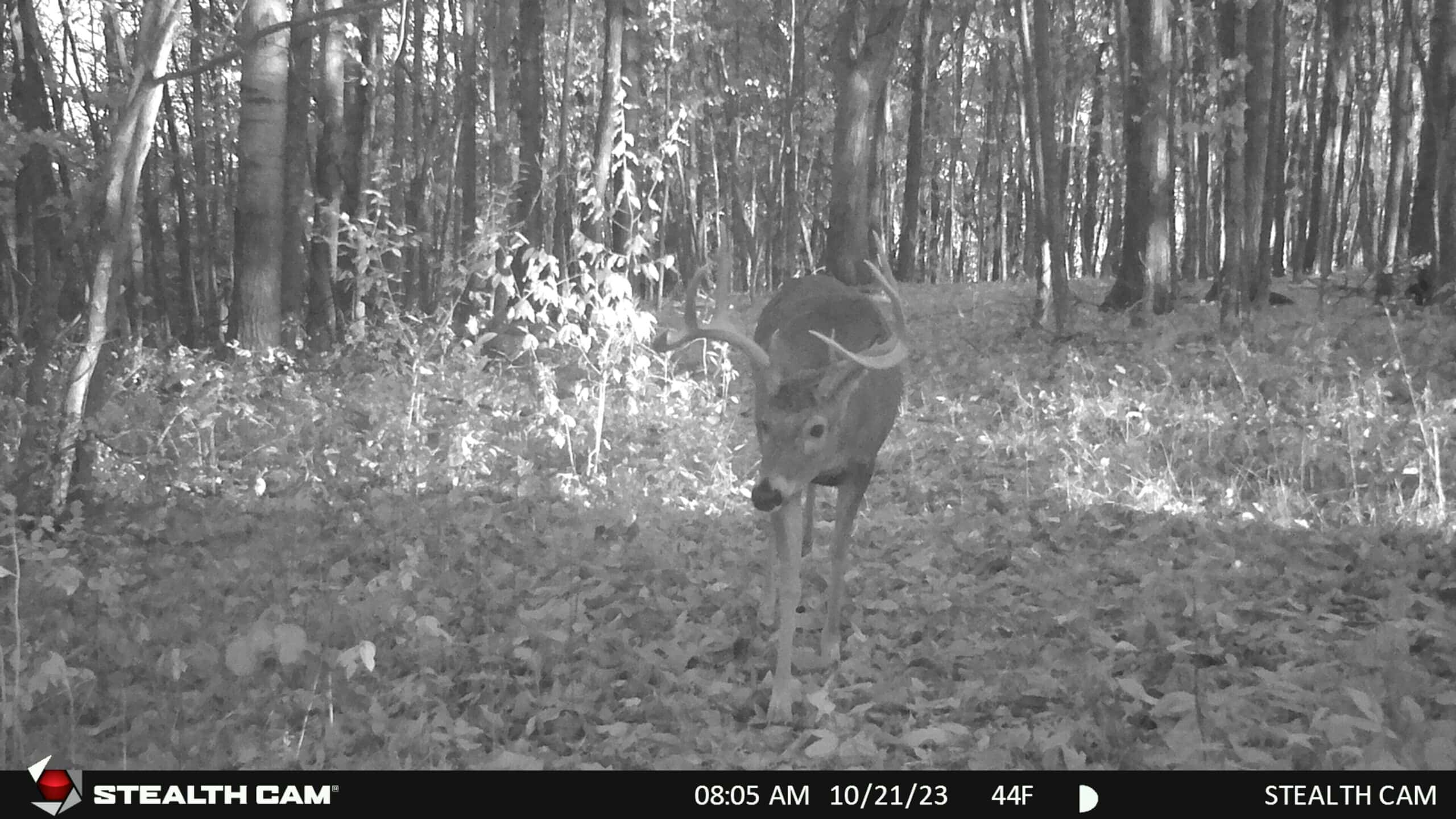 34.83-Acre Southwest Wisconsin Hunting Retreat | Viola, Wisconsin