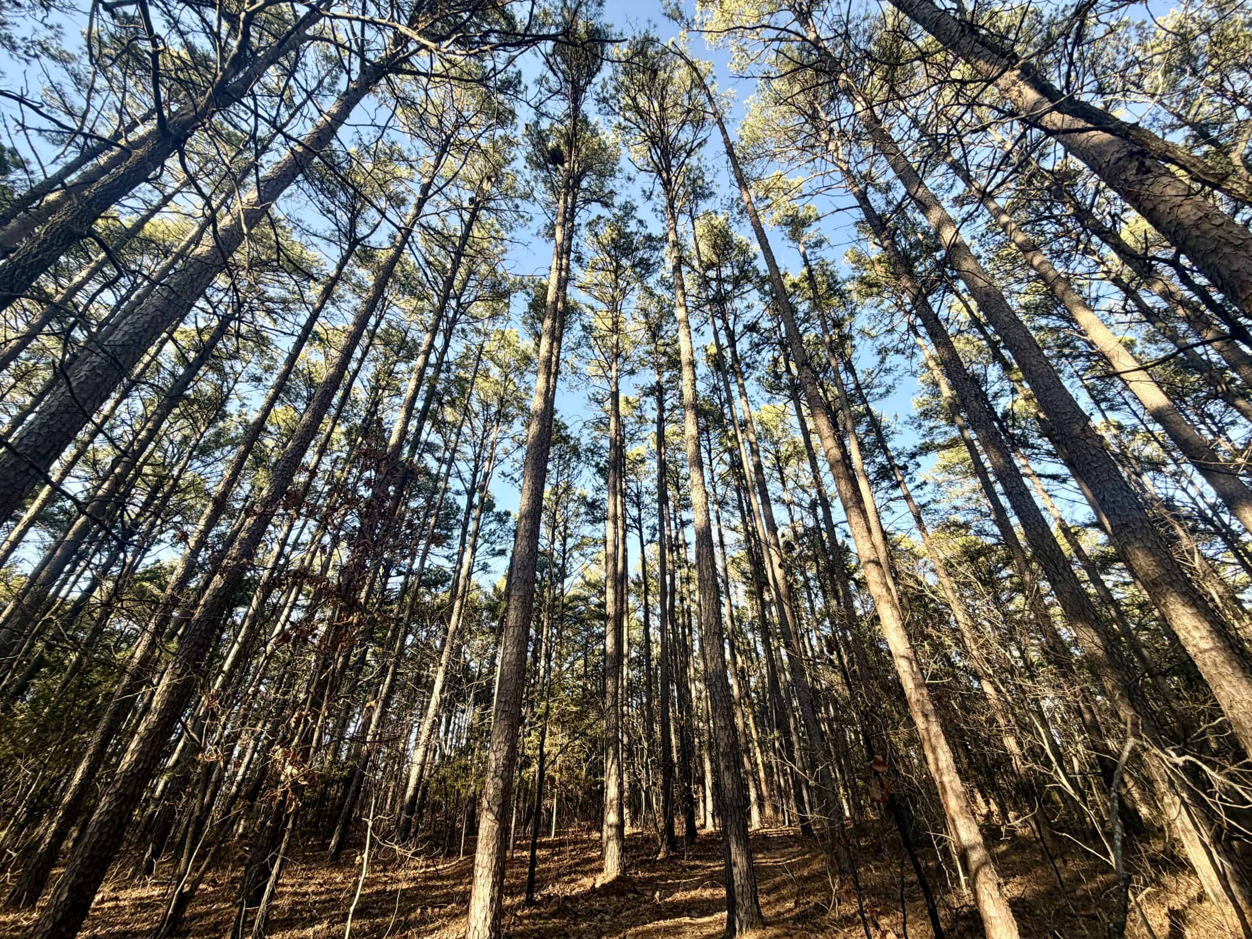 20 ± Acre Wooded Land for Sale in Salem, MO