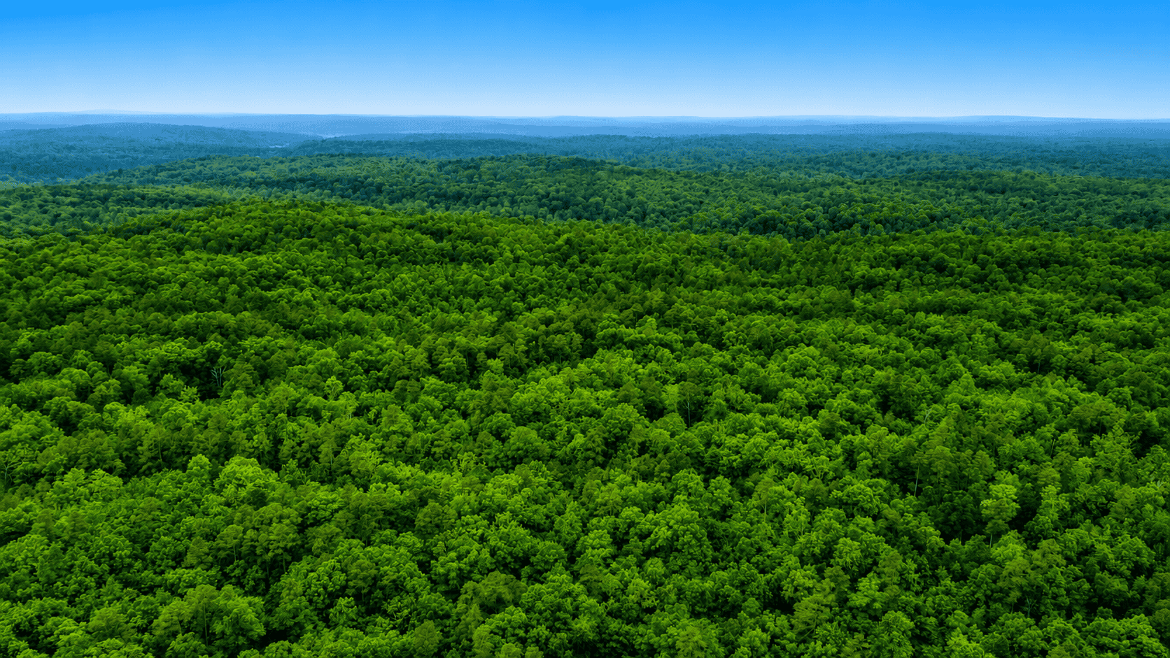 46.12 ± Acre Hunting Land for Sale in the Missouri Ozarks