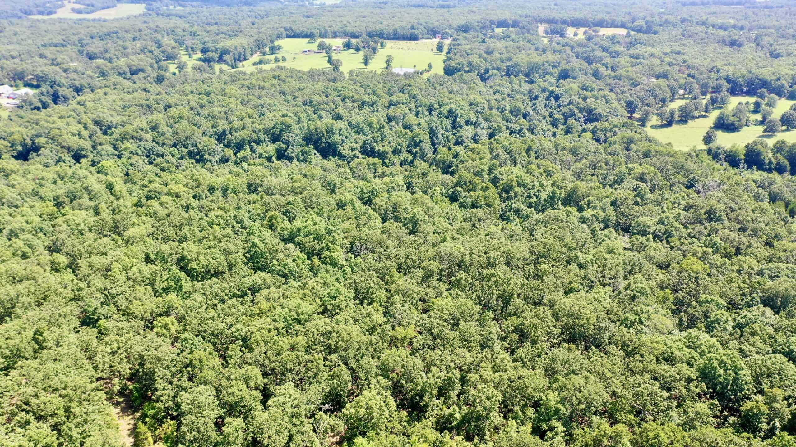 91 ± Acre Hunting Property for Sale in Salem, Missouri Ozarks
