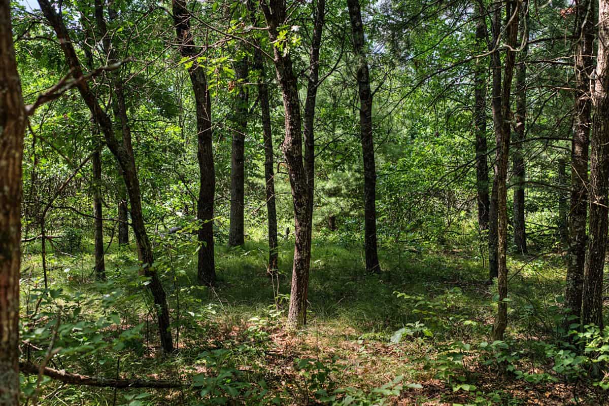 117± Acres of Irrigated Farmland and Trophy Whitetail Habitat — Adams County, Wisconsin