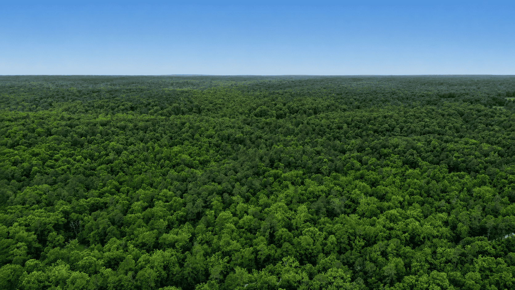46.12 ± Acre Hunting Land for Sale in the Missouri Ozarks
