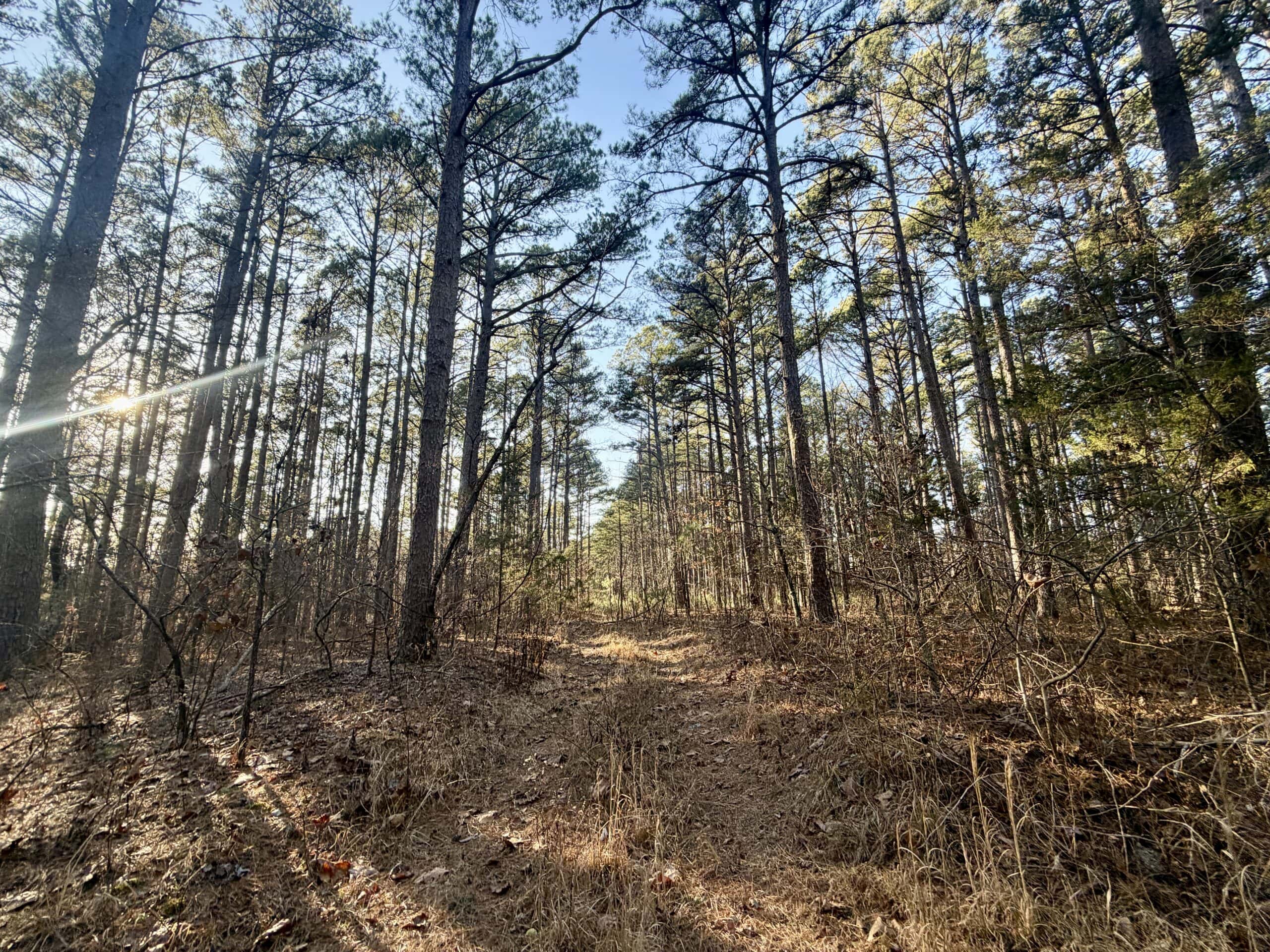 20 ± Acre Wooded Land for Sale in Salem, MO