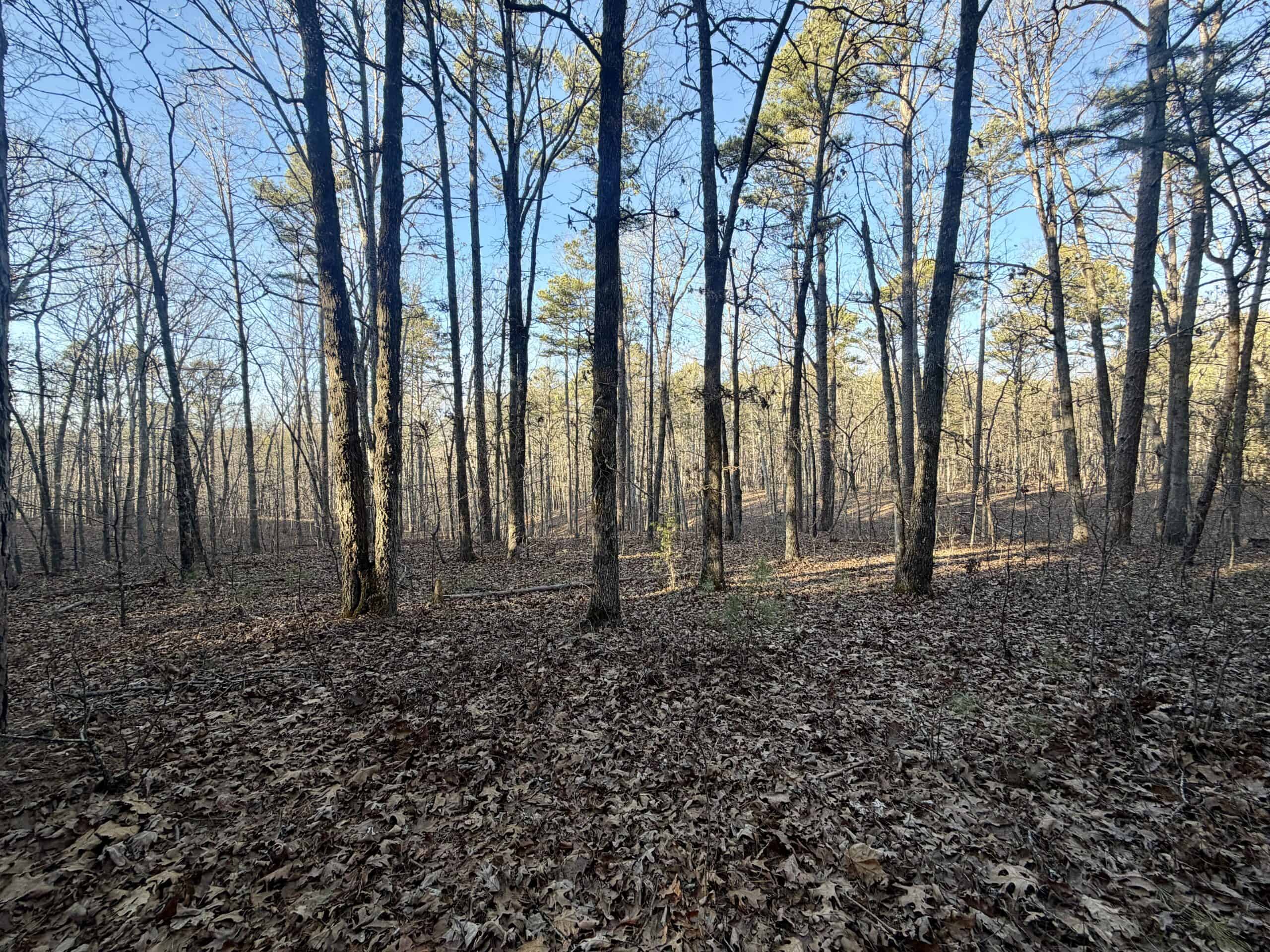 20 ± Acre Wooded Land for Sale in Salem, MO