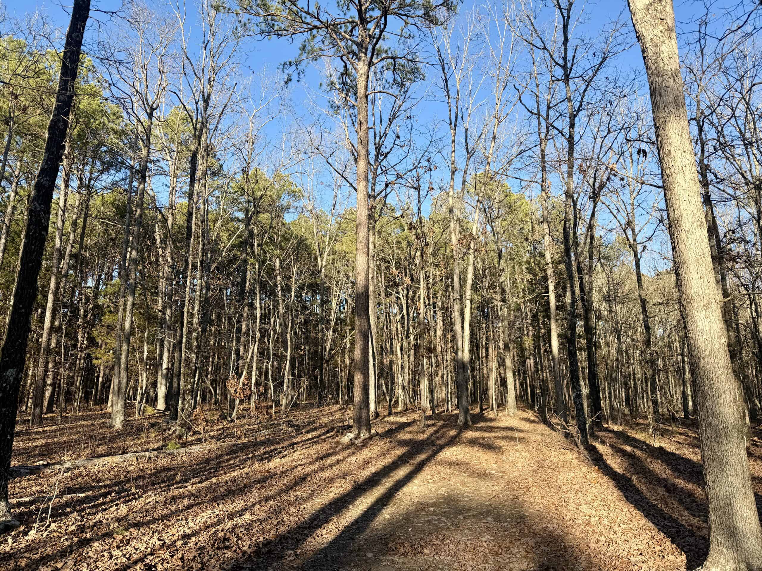 20 ± Acre Wooded Land for Sale in Salem, MO