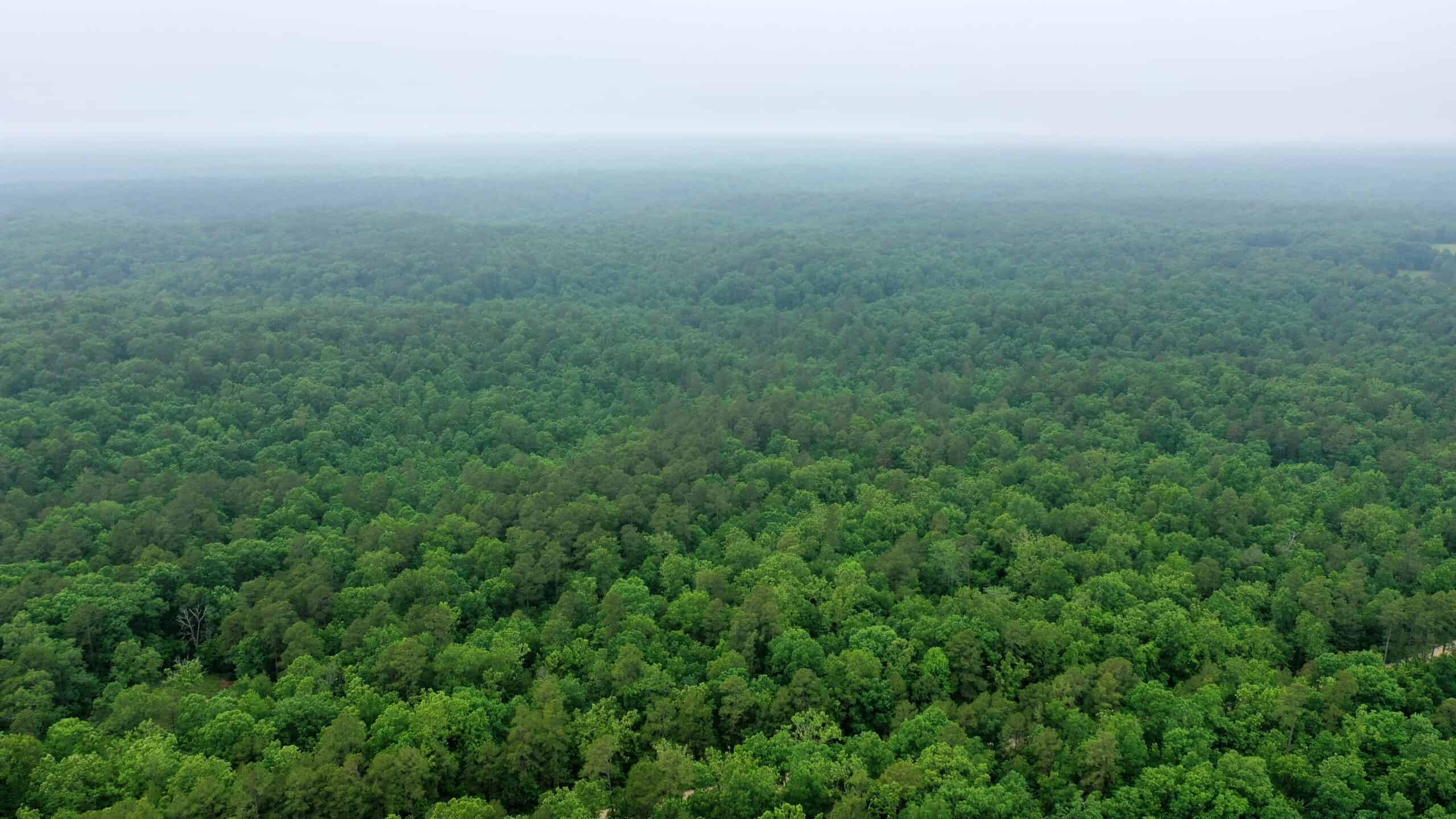 46.12 ± Acre Hunting Land for Sale in the Missouri Ozarks