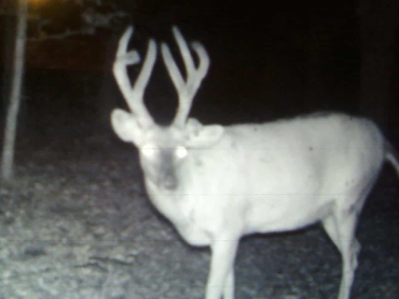 52 Acres of Trophy Whitetail Deer Hunting in Columbia County WI