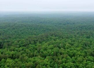 46.12 ± Acre Hunting Land for Sale in the Missouri Ozarks