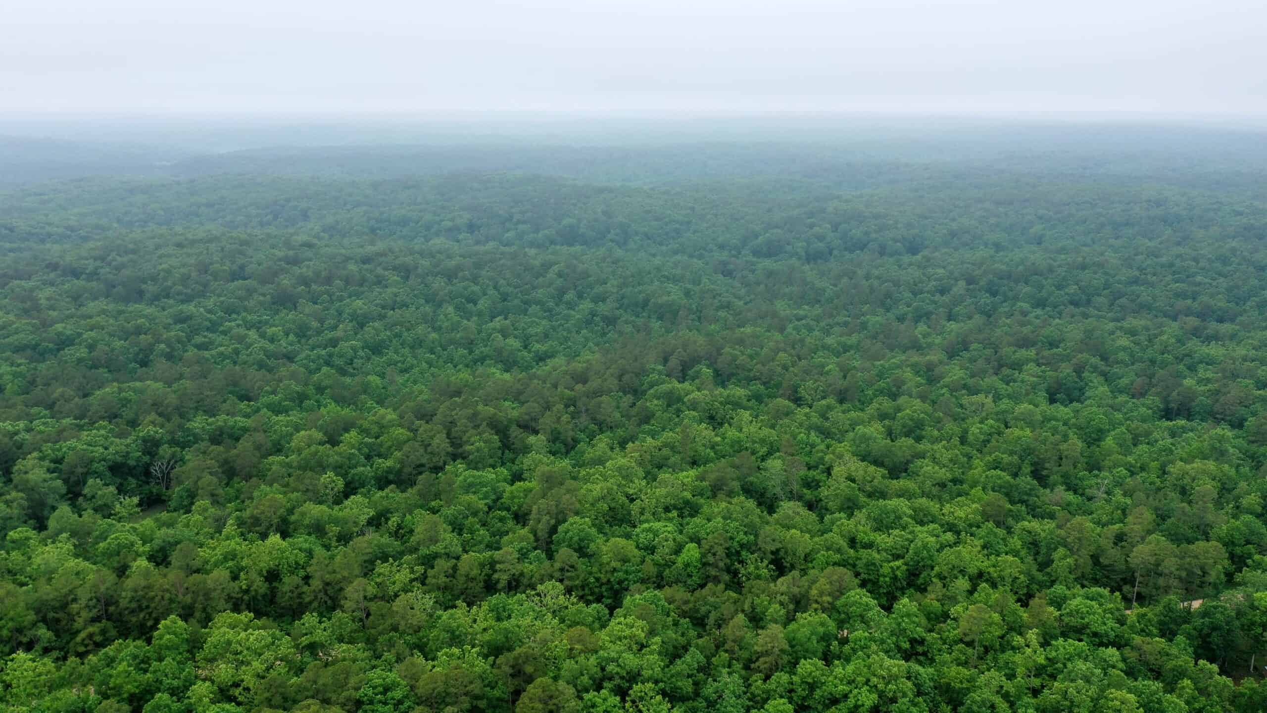 46.12 ± Acre Hunting Land for Sale in the Missouri Ozarks