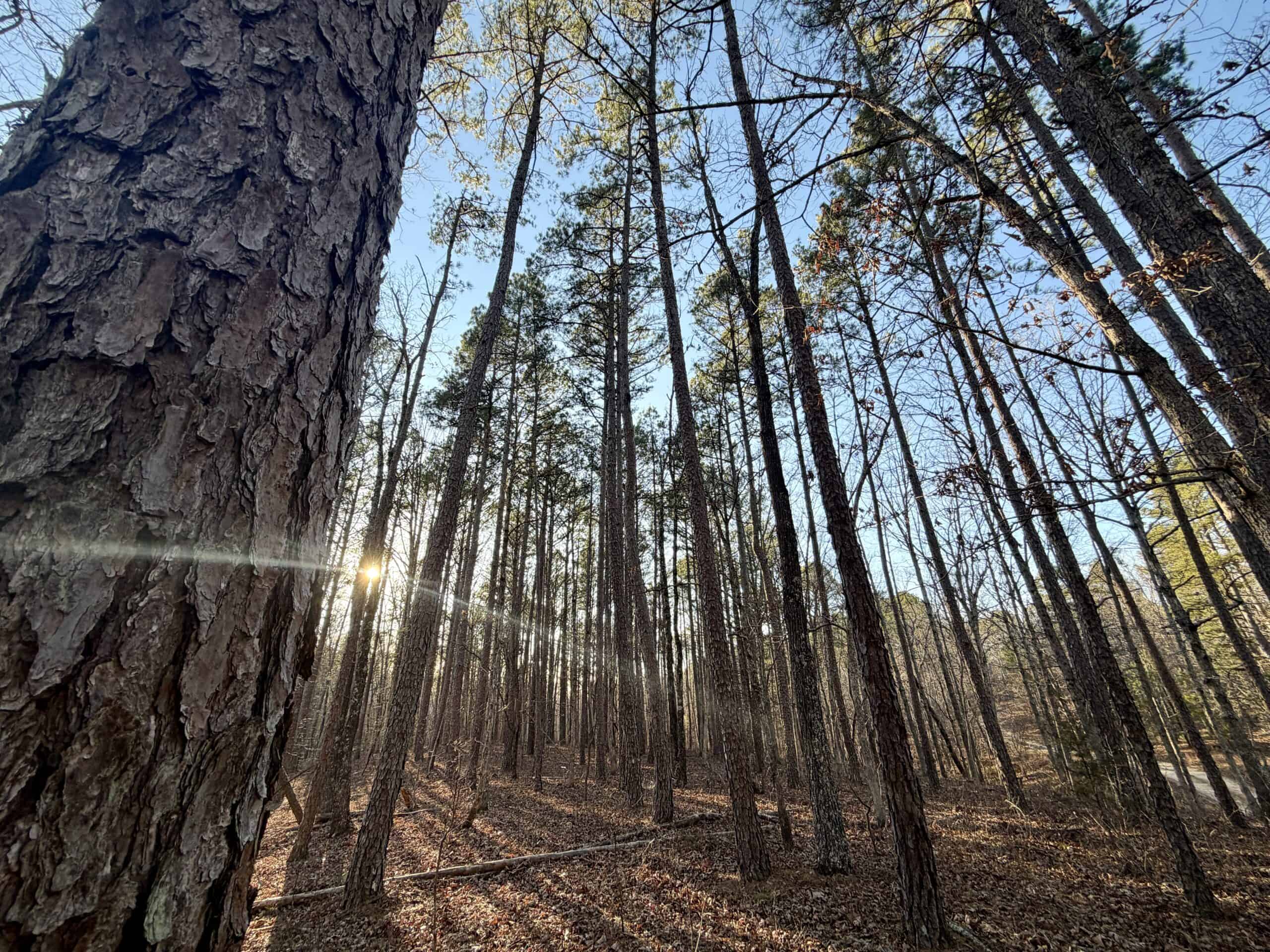 20 ± Acre Wooded Land for Sale in Salem, MO
