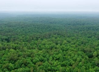 46.12 ± Acre Hunting Land for Sale in the Missouri Ozarks