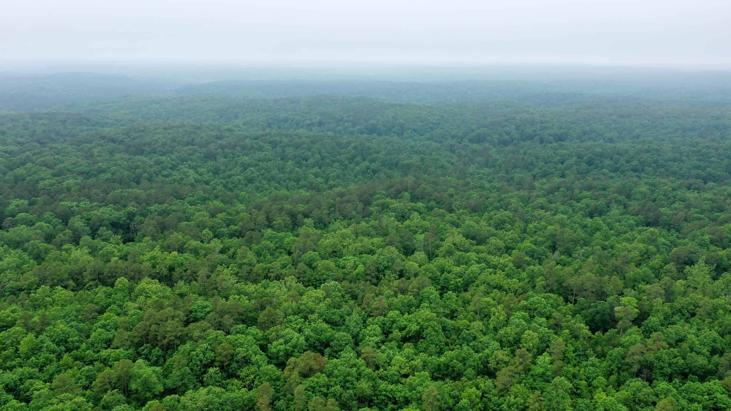 46.12 ± Acre Hunting Land for Sale in the Missouri Ozarks