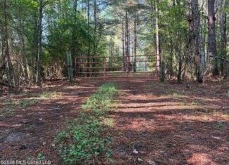 52 Acres Hunting & Timberland in Raleigh, MS