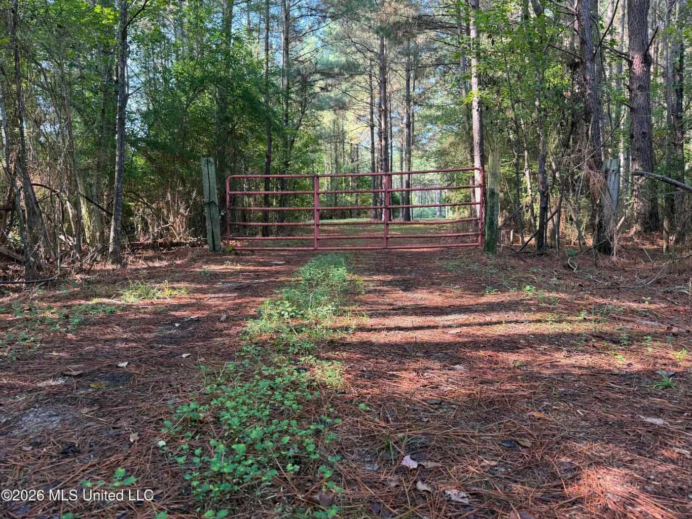 52 Acres Hunting & Timberland in Raleigh, MS