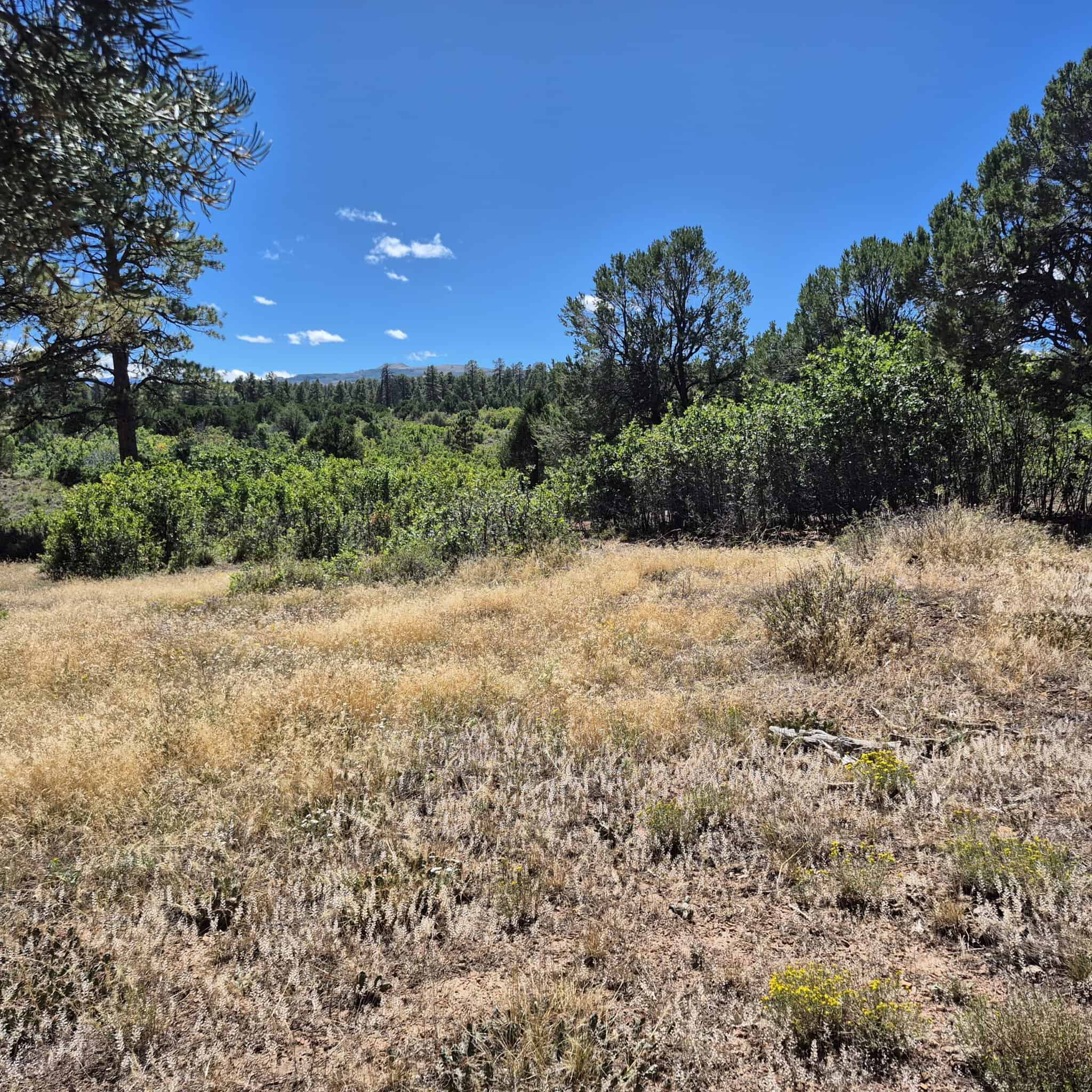 Colorado Hunting Land For Sale
