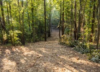 Tyler Texas Hunting Property for Sale 141 ± Acres East of Dallas