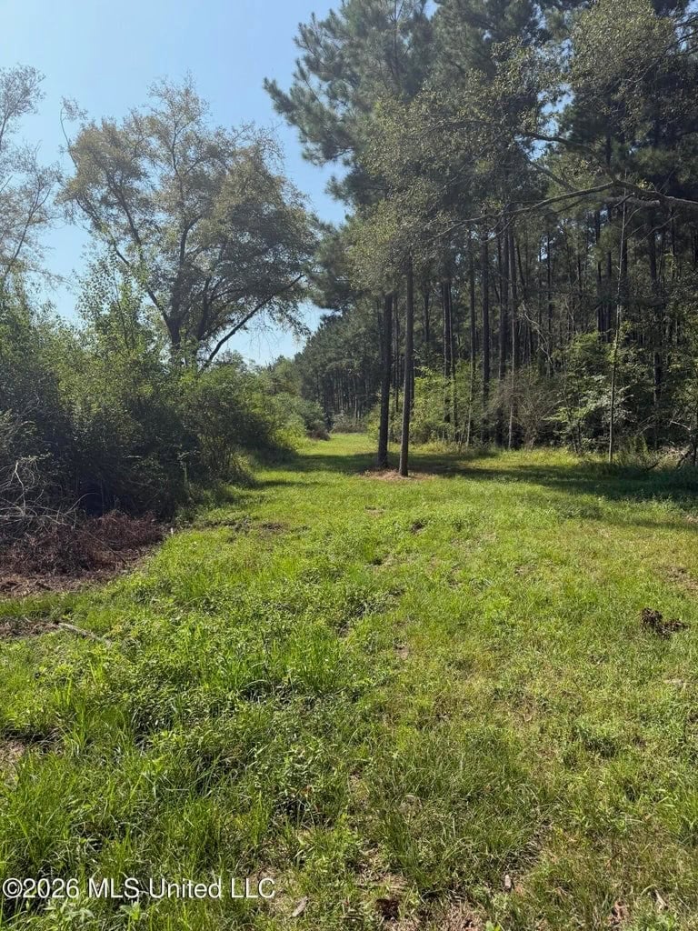 76 Acres of Hunting Land in Raleigh, MS, Smith County