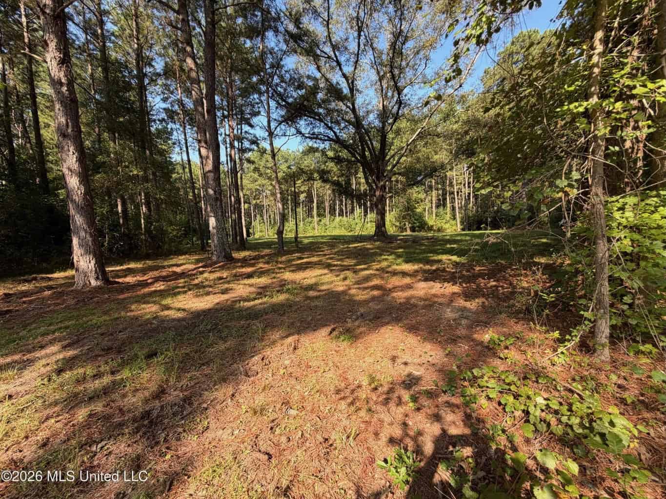 52 Acres Hunting & Timberland in Raleigh, MS