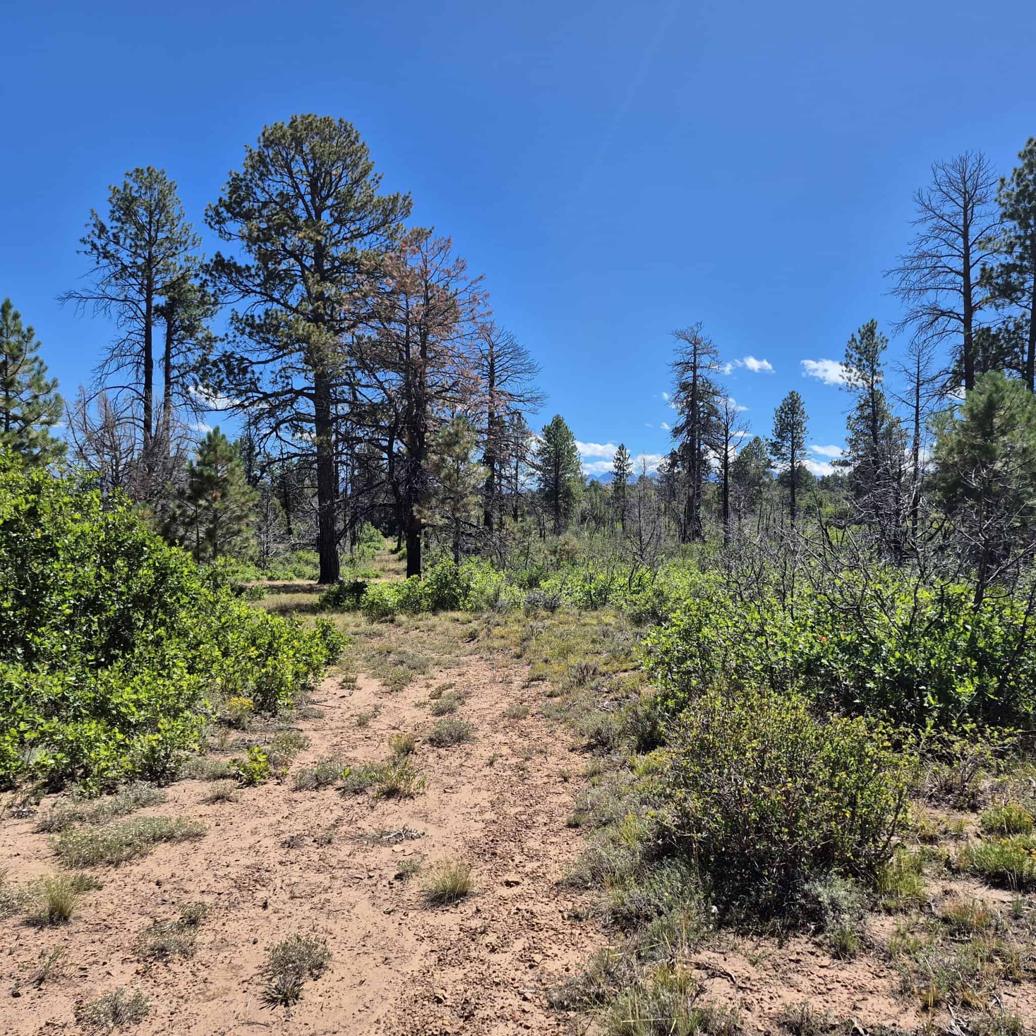 Colorado Hunting Land For Sale