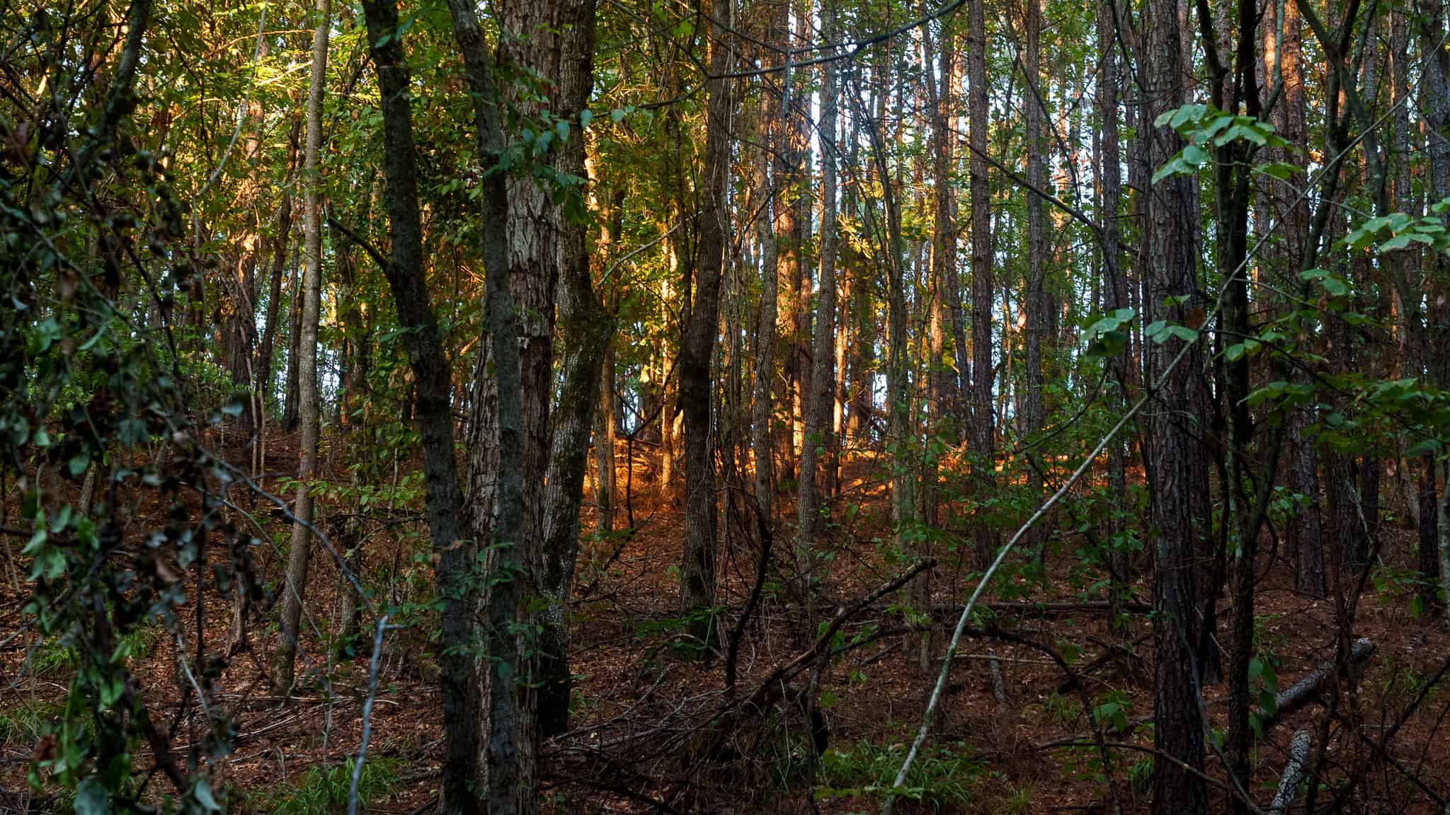 Tyler Texas Hunting Property for Sale 141 ± Acres East of Dallas