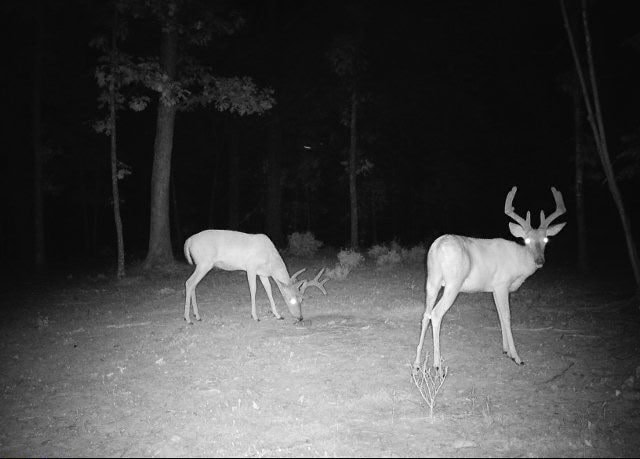 Tbd God’s Little Acre Camdenton, MO 65020