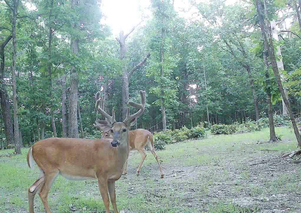 Tbd God’s Little Acre Camdenton, MO 65020