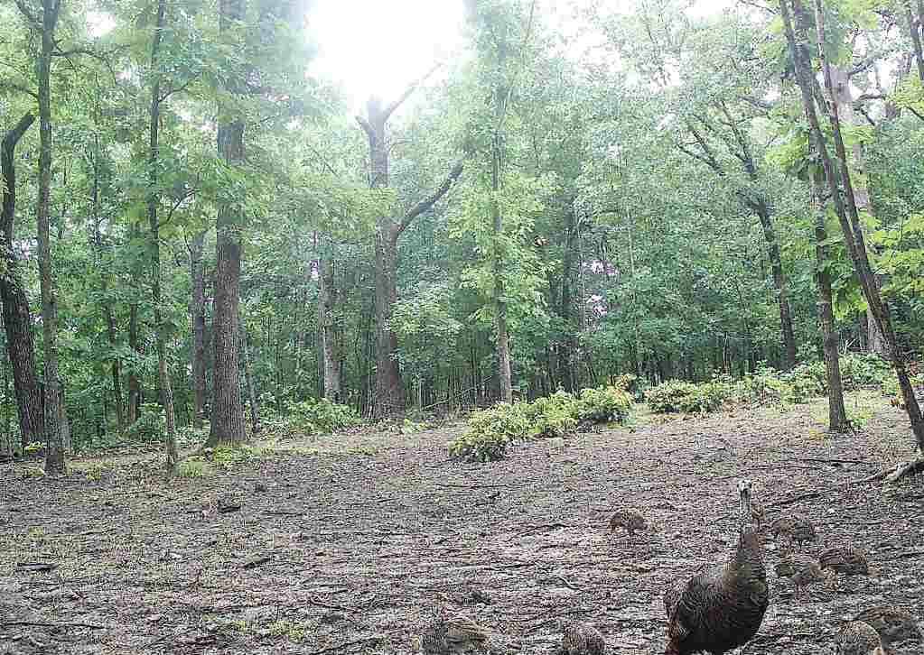 Tbd God’s Little Acre Camdenton, MO 65020