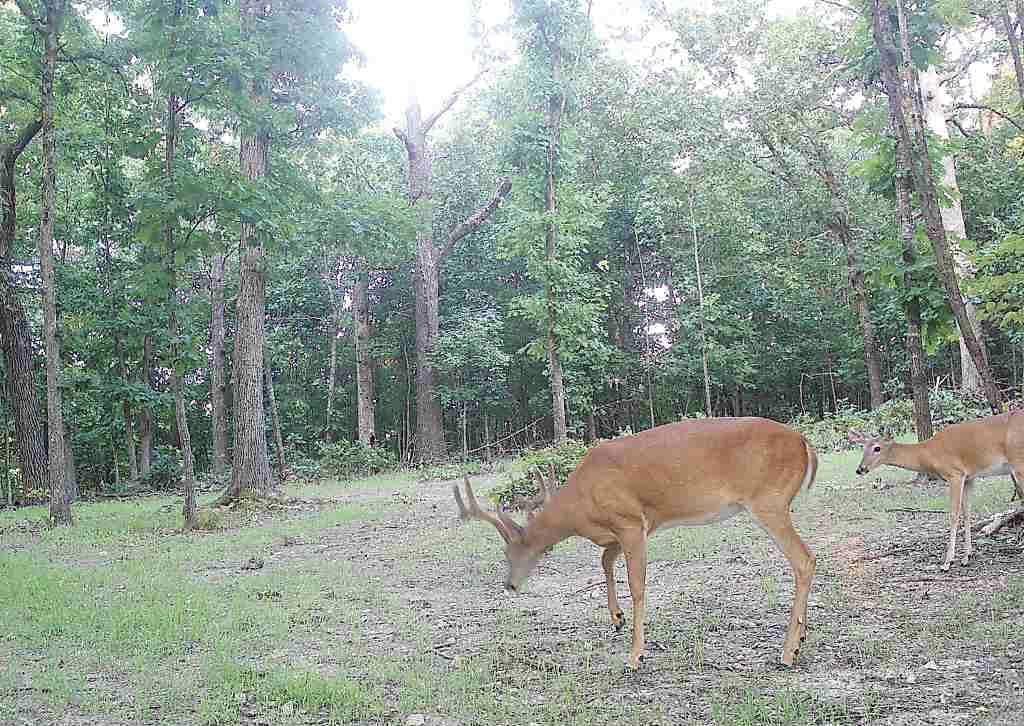 Tbd God’s Little Acre Camdenton, MO 65020