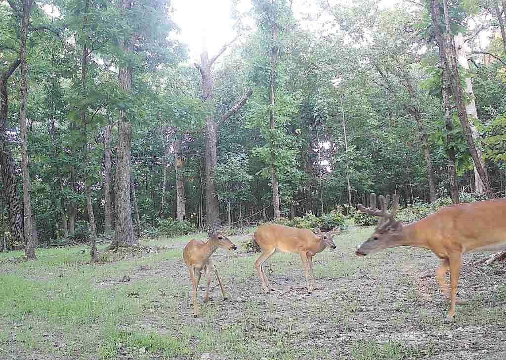 Tbd God’s Little Acre Camdenton, MO 65020