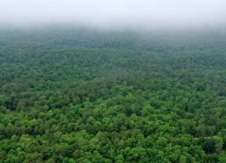 46.12 ± Acre Hunting Land for Sale in the Missouri Ozarks