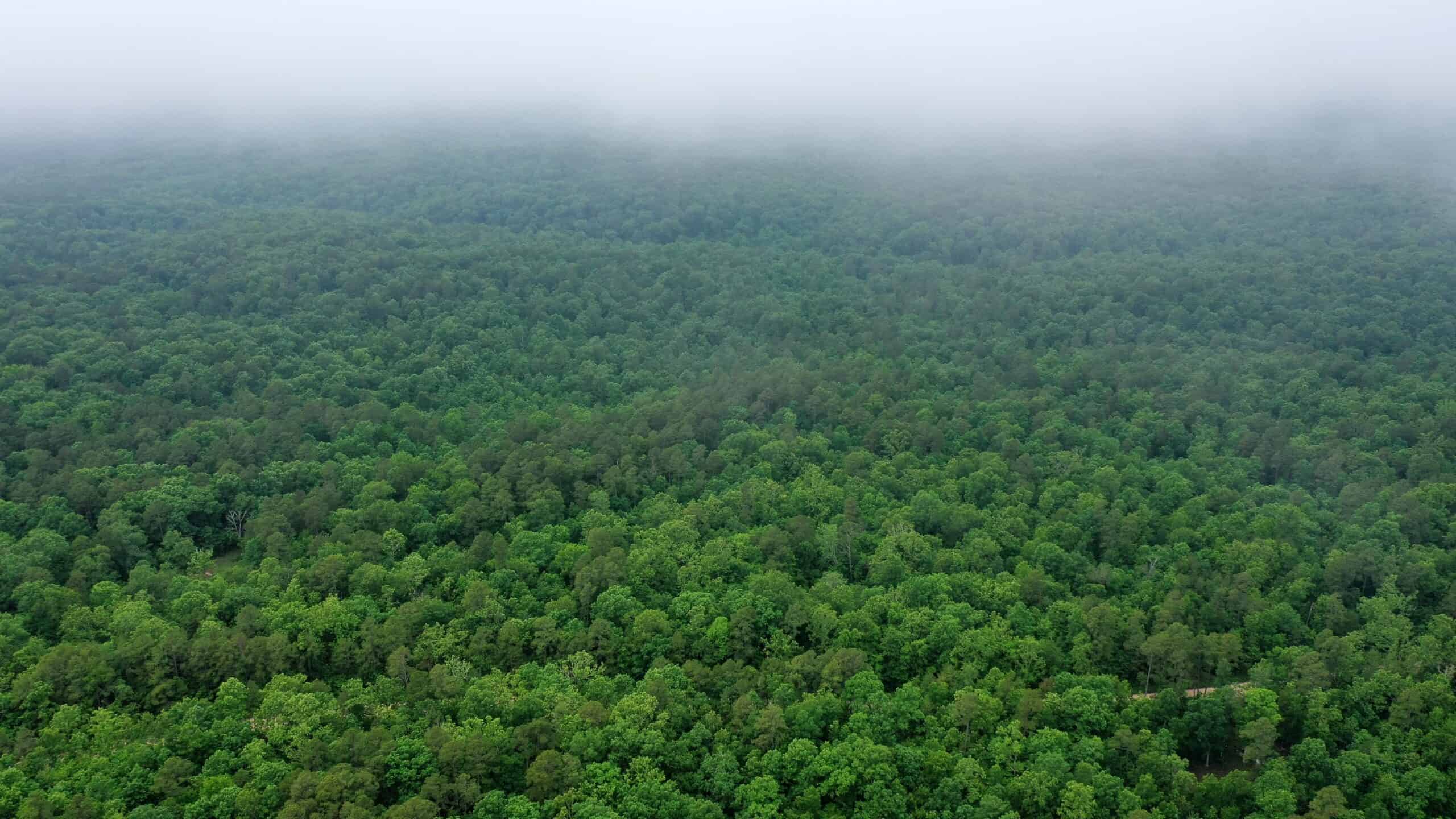 46.12 ± Acre Hunting Land for Sale in the Missouri Ozarks