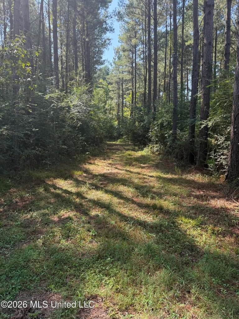 76 Acres of Hunting Land in Raleigh, MS, Smith County