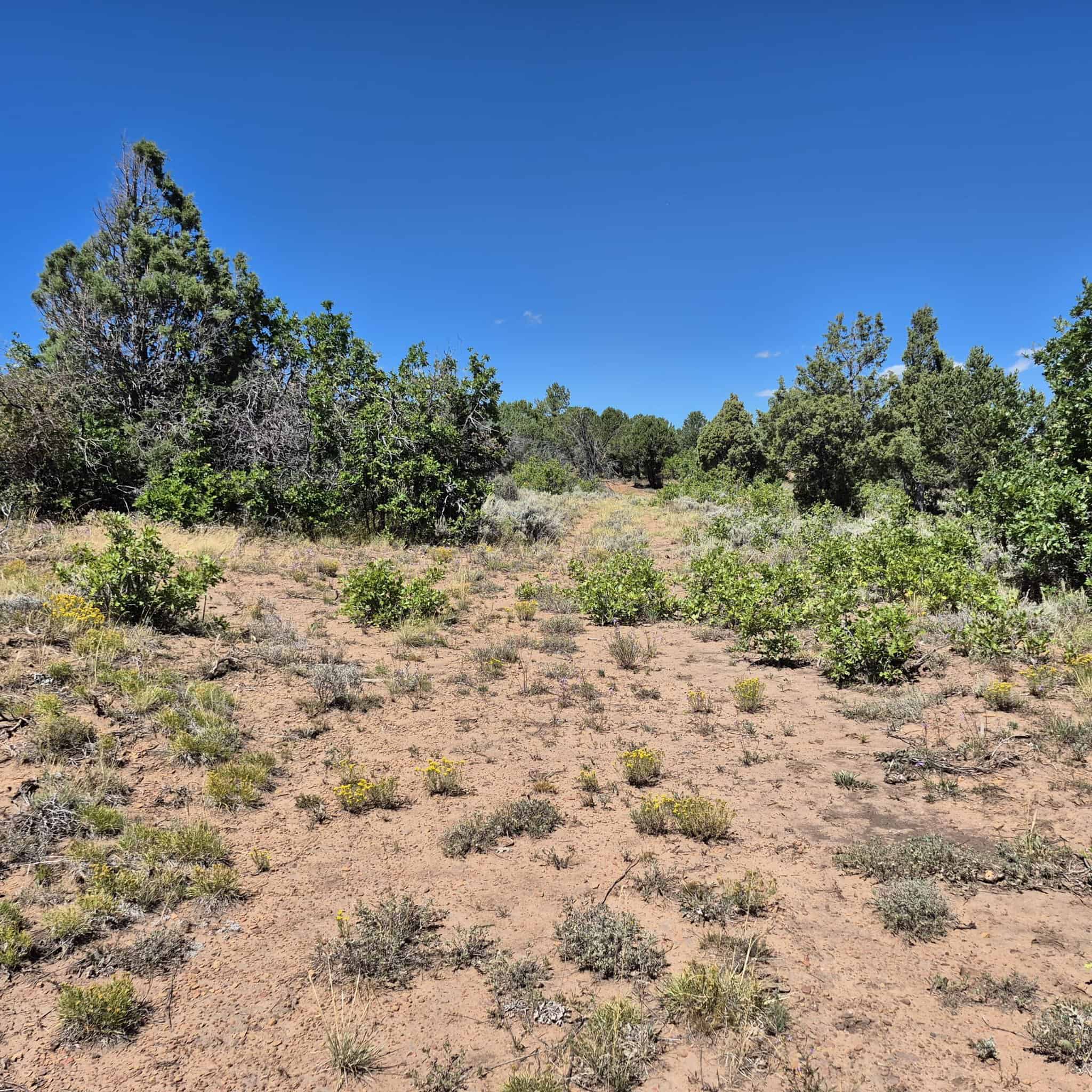 Colorado Hunting Land For Sale
