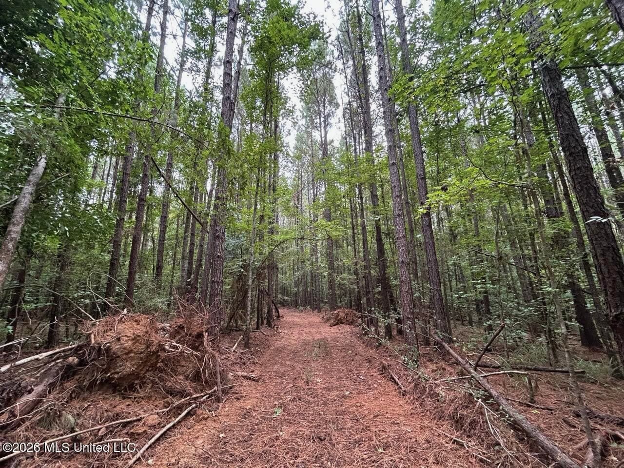 25± Acre Hunting & Homesite Tract in Centreville, MS