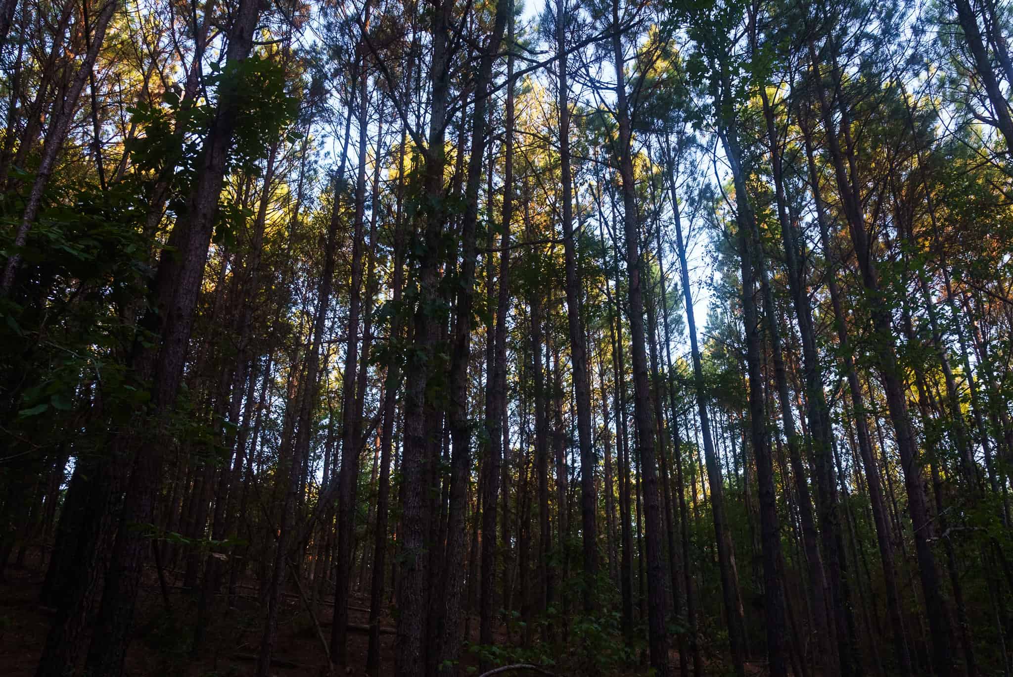 Tyler Texas Hunting Property for Sale 141 ± Acres East of Dallas