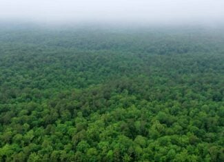 46.12 ± Acre Hunting Land for Sale in the Missouri Ozarks