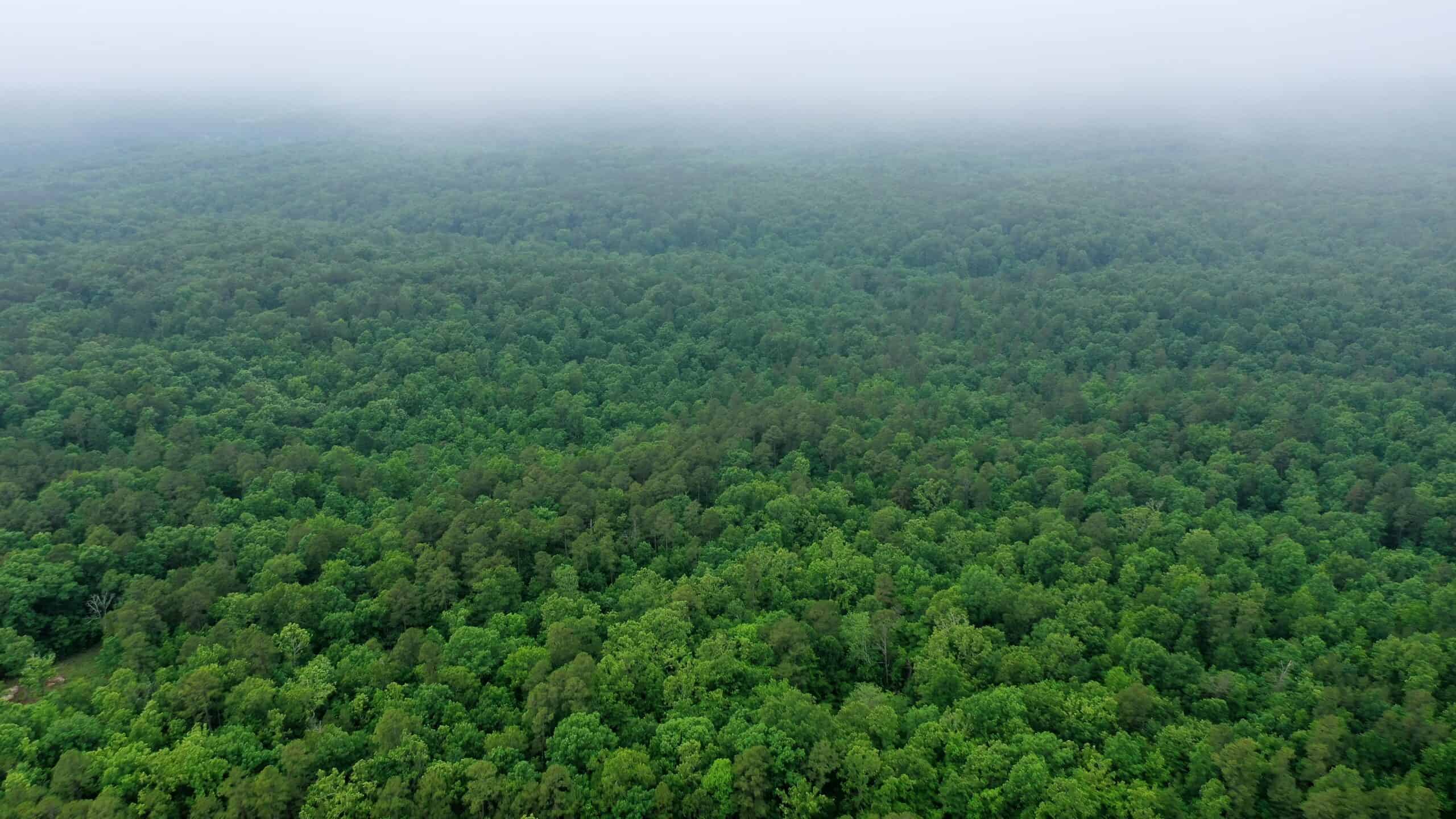 46.12 ± Acre Hunting Land for Sale in the Missouri Ozarks