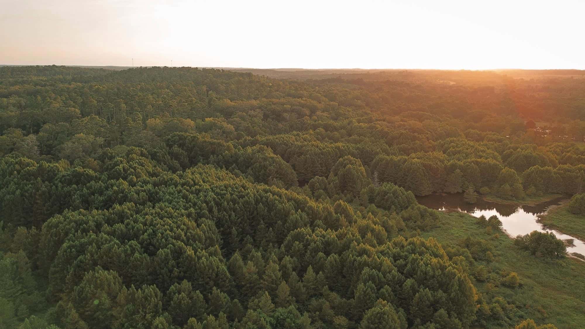 Lake D’Arbonne Land for Sale