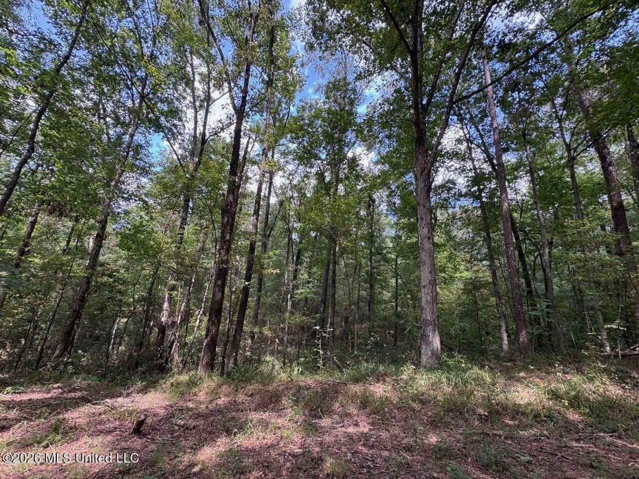 200± Acre Hunting Property in Jefferson County, MS