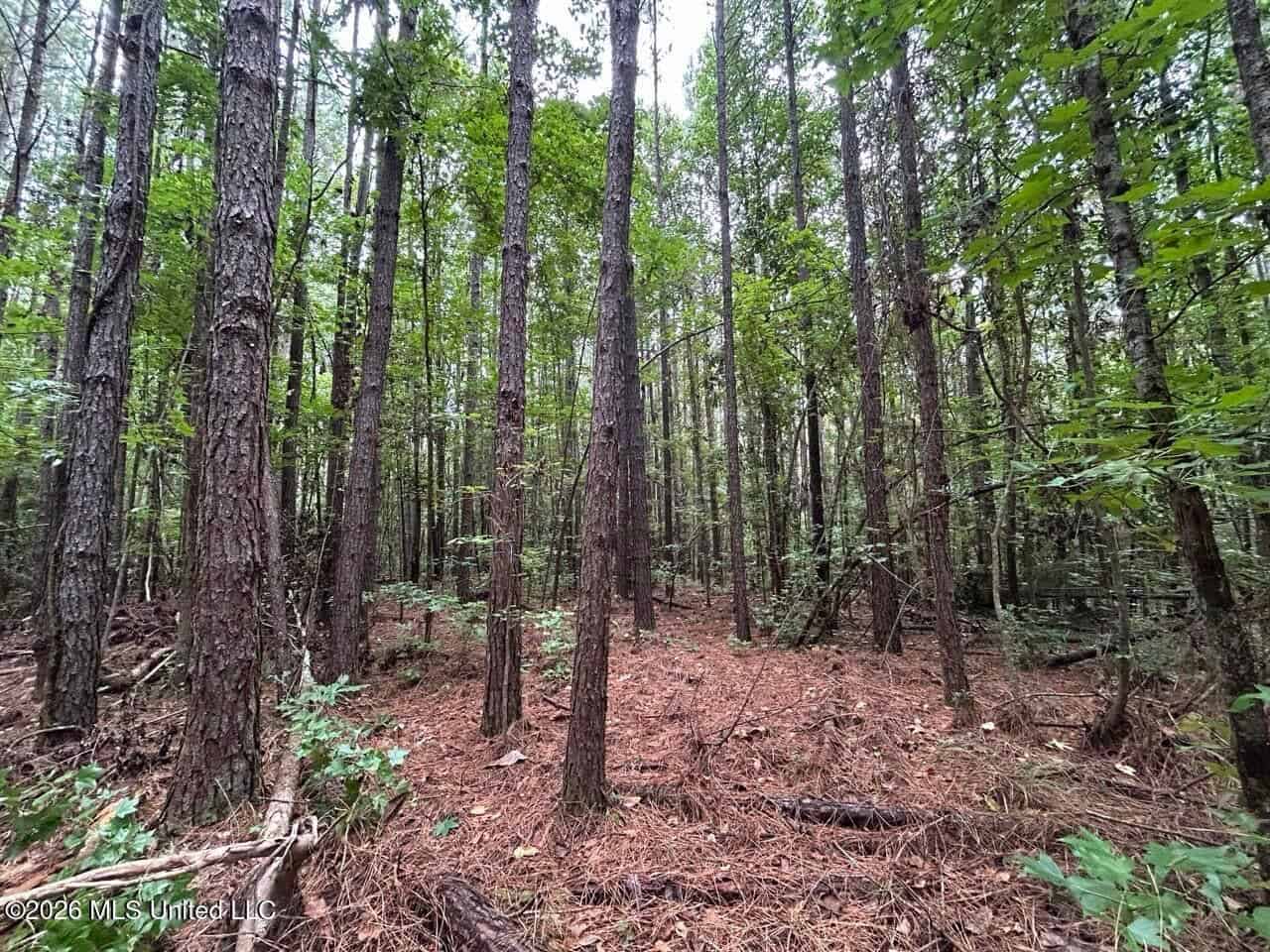 25± Acre Hunting & Homesite Tract in Centreville, MS