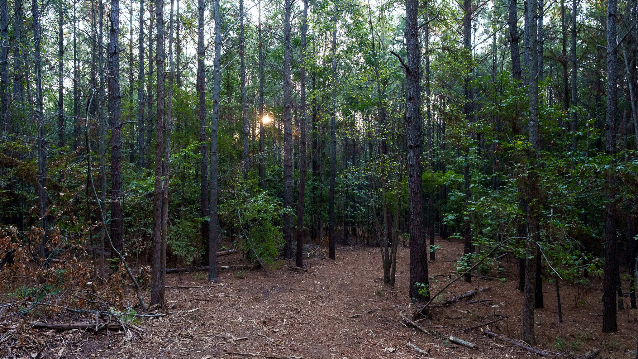 Tyler Texas Hunting Property for Sale 141 ± Acres East of Dallas