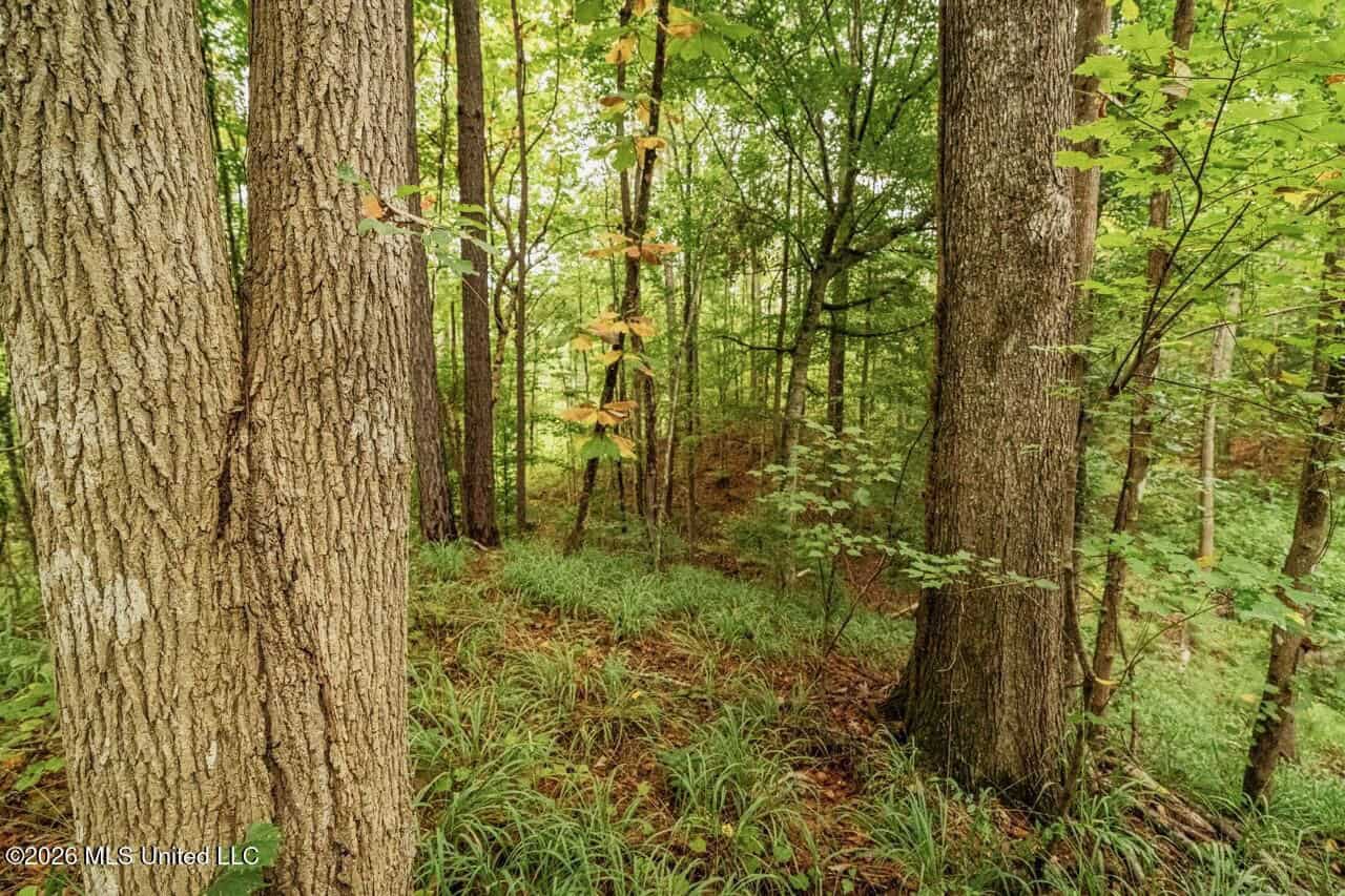13± Acres by Homochitto National Forest Near Meadville, MS