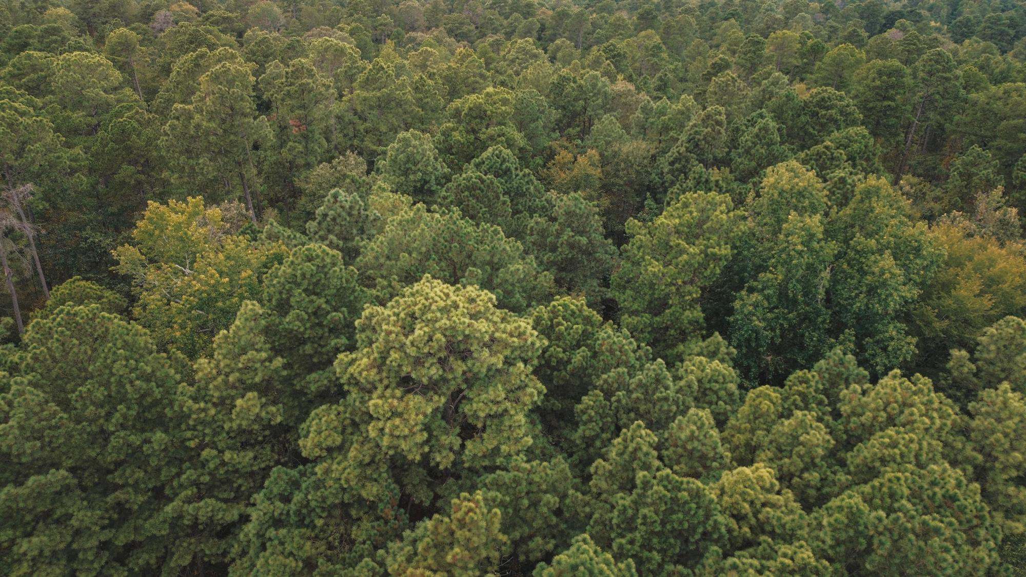 Affordable Union Parish Land for Sale