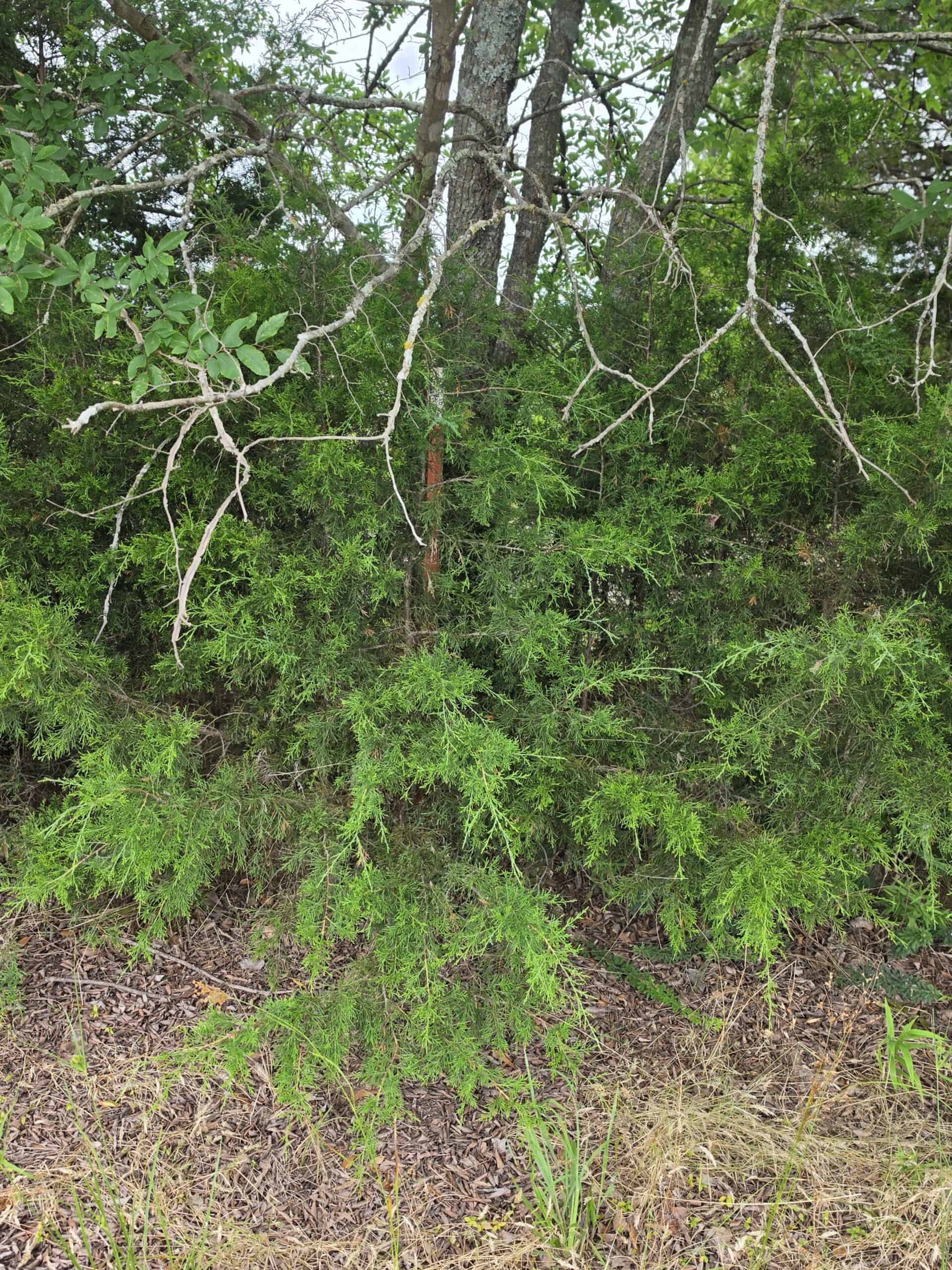 104± Acres of Whitetail Hunting, Hardwood Timber & Fishing Ponds in SE Oklahoma