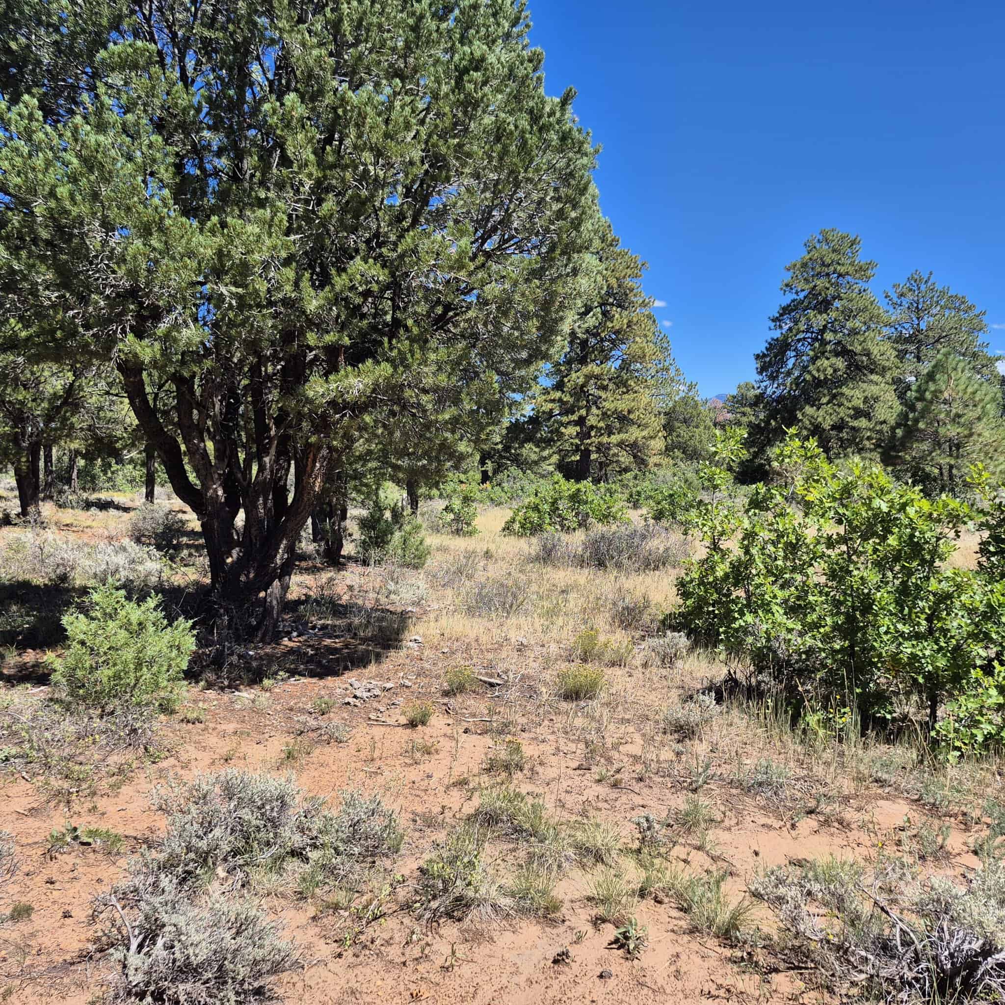 Colorado Hunting Land For Sale