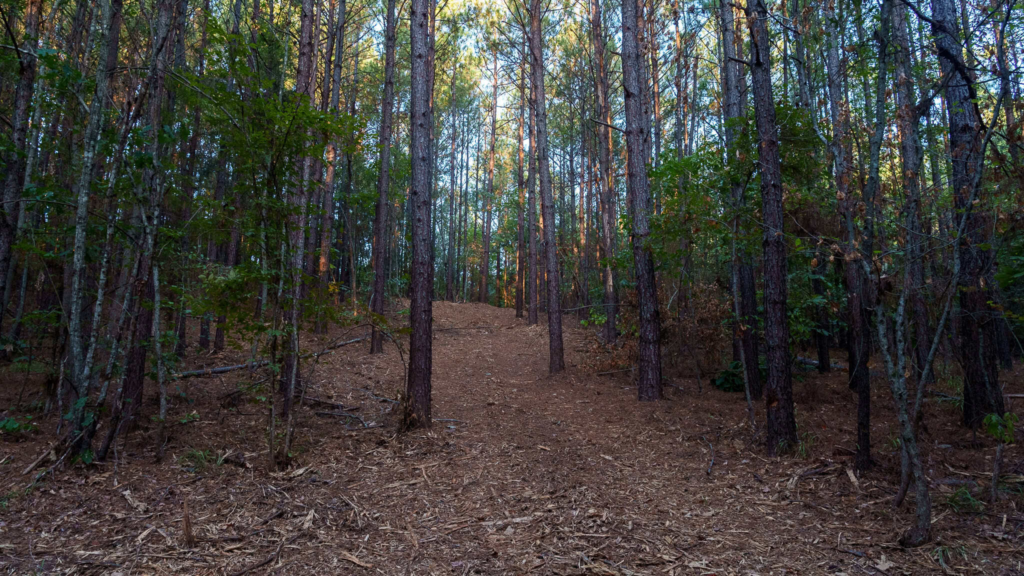 Tyler Texas Hunting Property for Sale 141 ± Acres East of Dallas