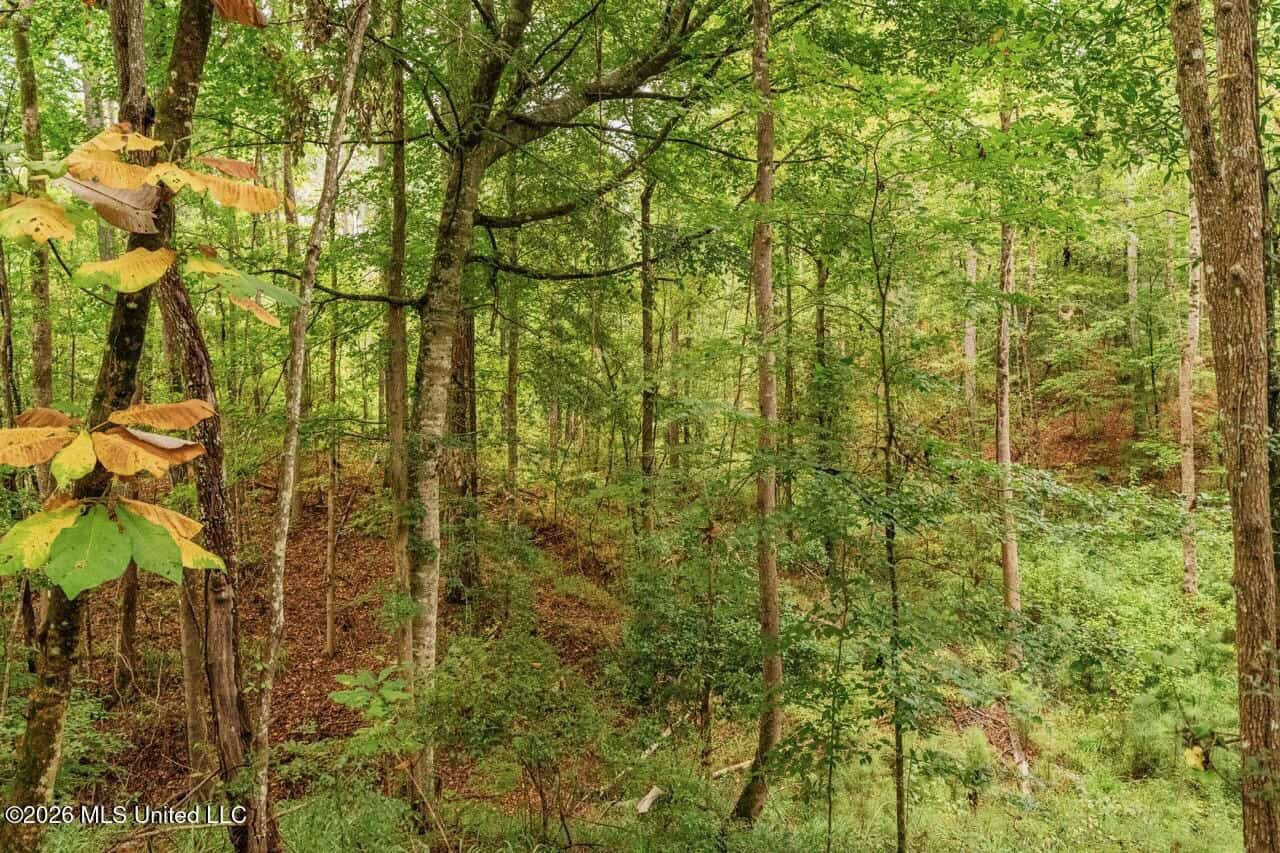 13± Acres by Homochitto National Forest Near Meadville, MS