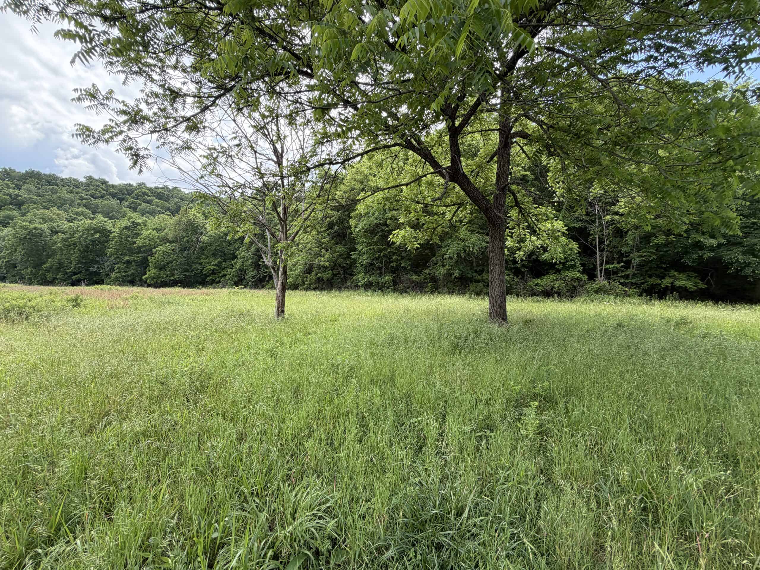 473 ± Acre Ozark Farm for Sale Near Salem, Missouri