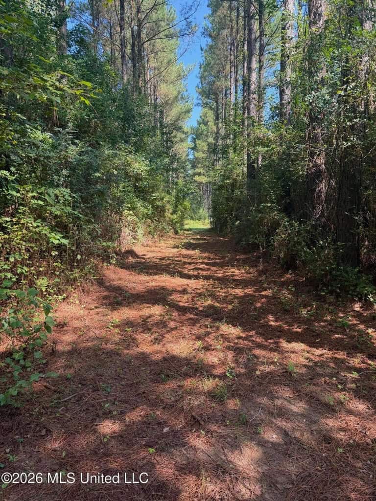 52 Acres Hunting & Timberland in Raleigh, MS